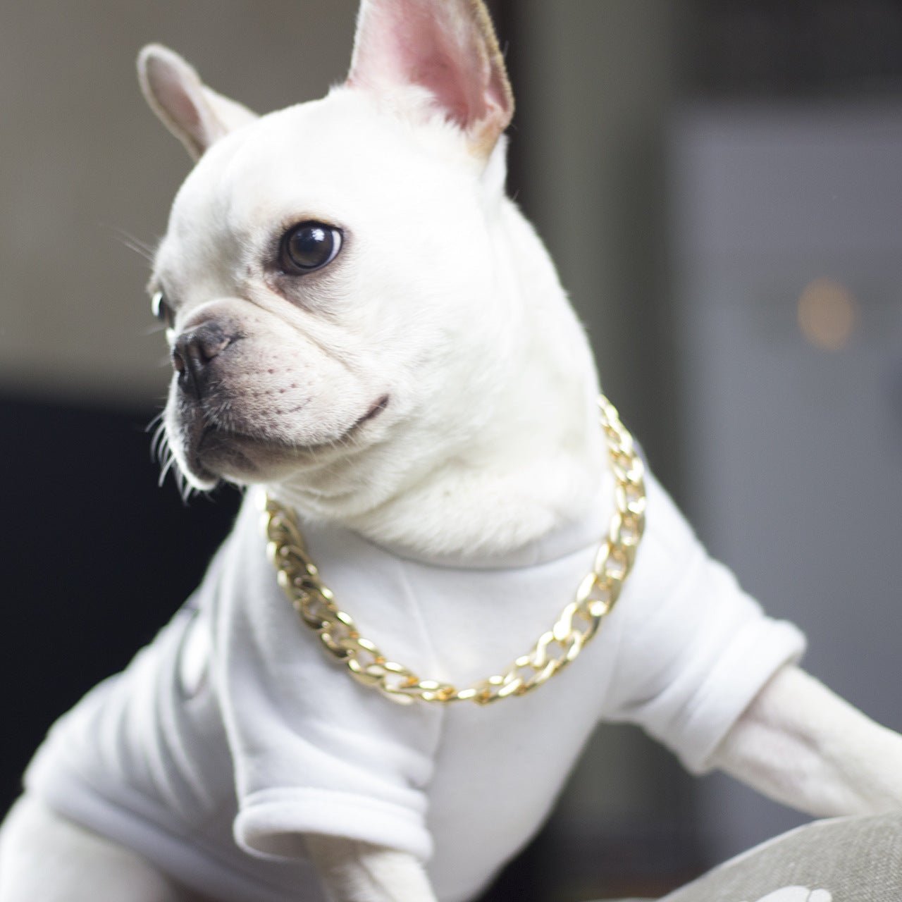 Dog metal big gold chain | Luxury Home Accessories | Heulog Glow