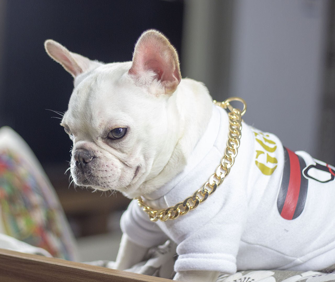 Dog metal big gold chain | Luxury Home Accessories | Heulog Glow
