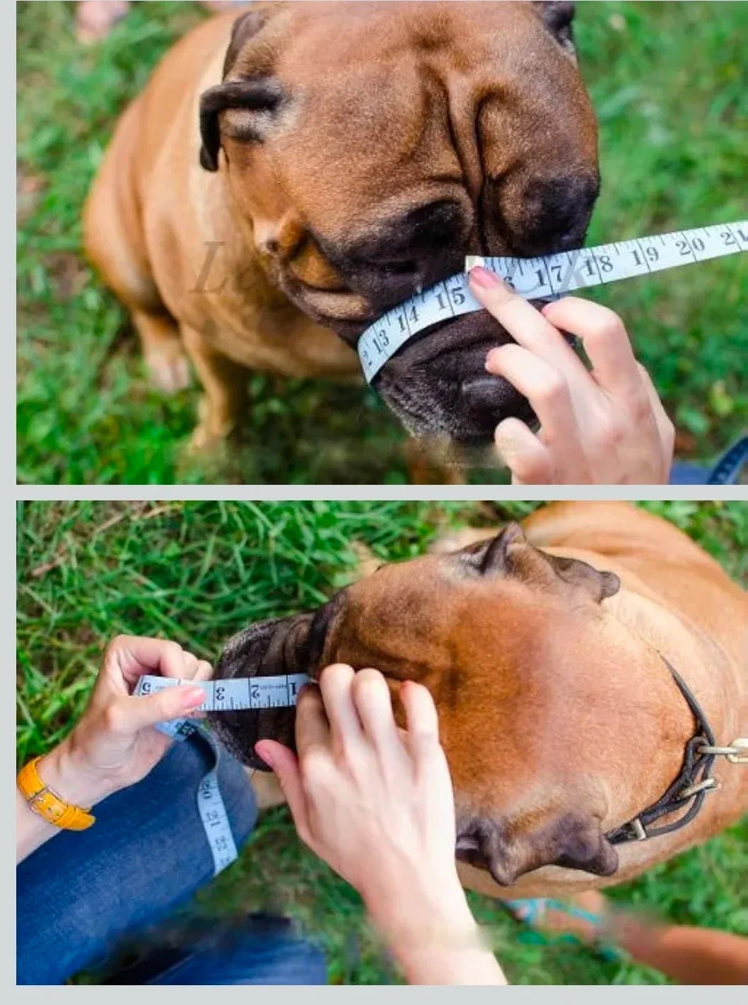 Dog Muzzle for French Bulldog "Frenchies" a Other similar snouts short snout | Luxury Home Accessories | Heulog Glow