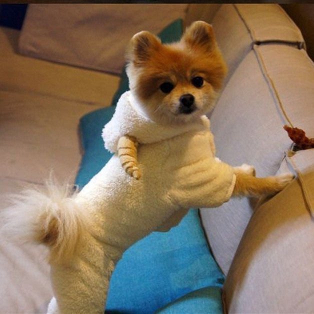 Dog Pet Parent Child Turned Into Goat Four Legged Clothes | Luxury Home Accessories | Heulog Glow