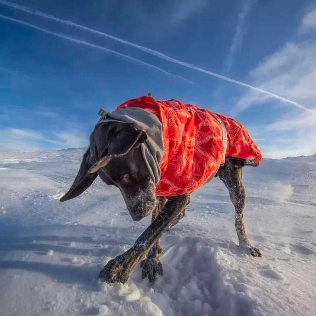 Dog Shack Winter Sherpa Dog Coat. | Luxury Home Accessories | Heulog Glow