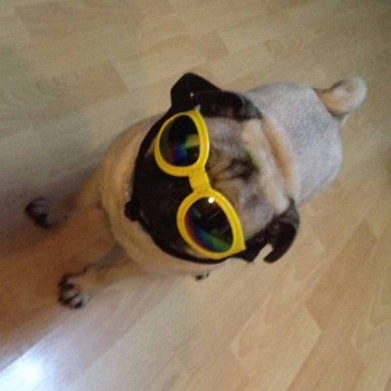 Dog Sunglasses Foldable Medium Size Waterproof Goggles UV Protection Glasses For Pets | Luxury Home Accessories | Heulog Glow