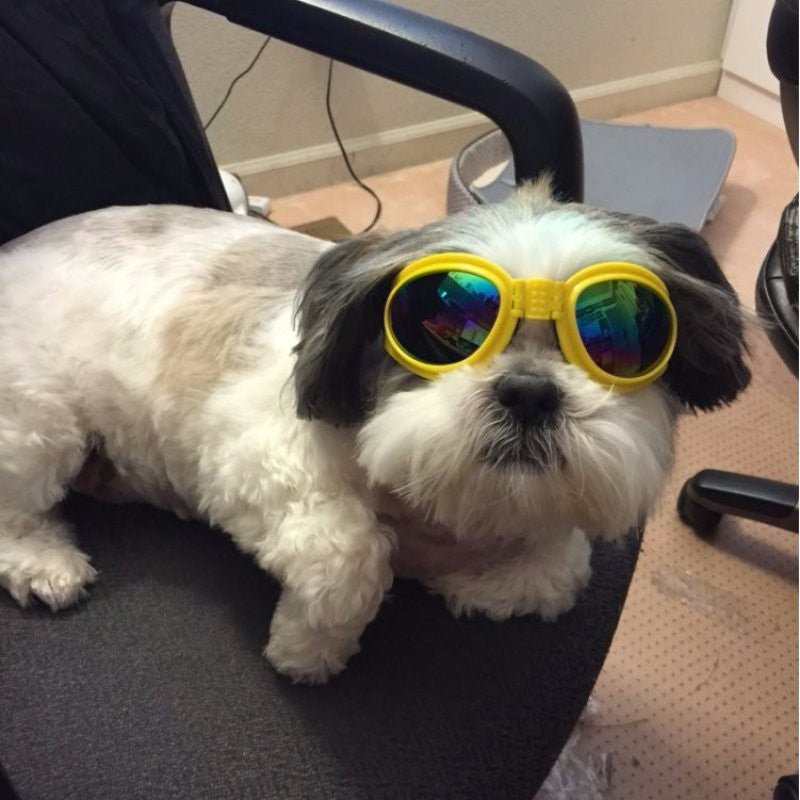 Dog Sunglasses Foldable Medium Size Waterproof Goggles UV Protection Glasses For Pets | Luxury Home Accessories | Heulog Glow