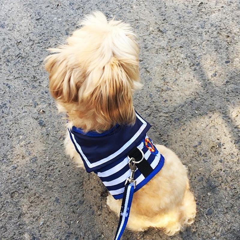 Dog Traction Rope Chest Strap | Luxury Home Accessories | Heulog Glow