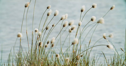 Eriophorum angustifolium