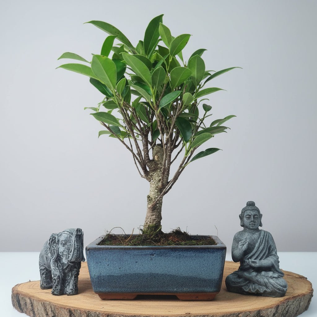Ficus Microcarpa (Banyan Fig) Indoor Bonsai Tree | Broom | In 15cm Pot | Luxury Home Accessories | Heulog Glow
