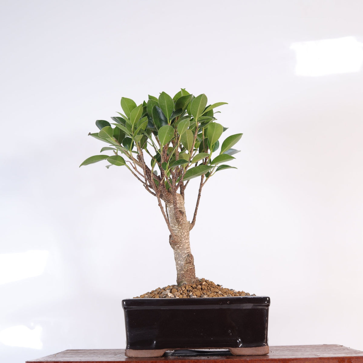 Ficus Microcarpa (Banyan Fig) Indoor Bonsai Tree | Broom | In 16cm Pot | Excellent Gift | Luxury Home Accessories | Heulog Glow