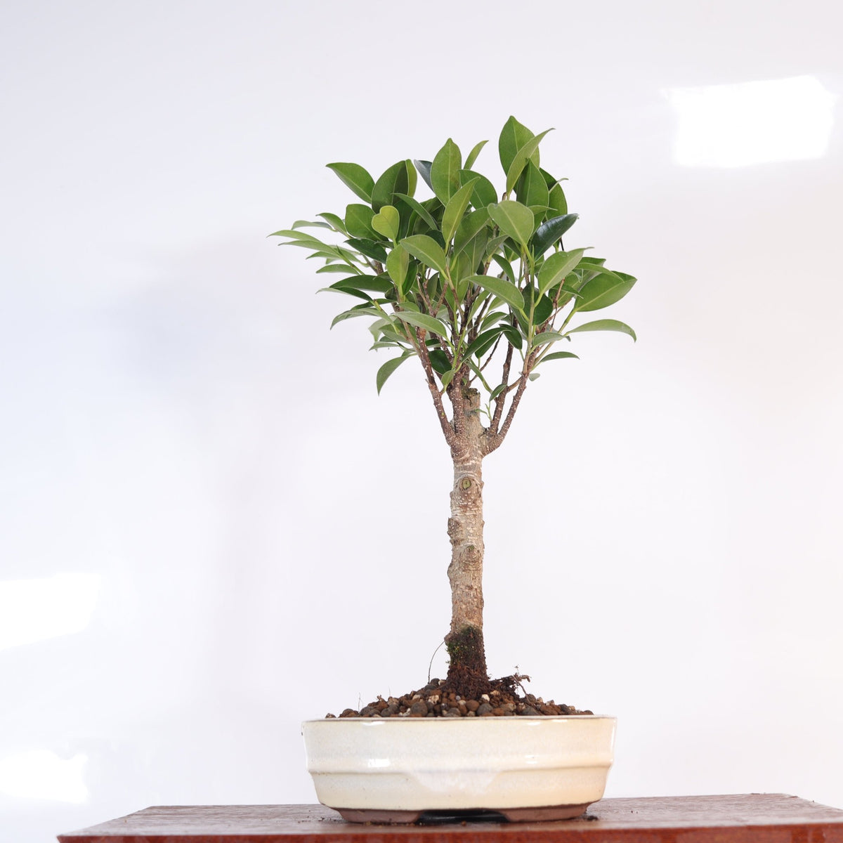 Ficus Microcarpa (Banyan Fig) Indoor Bonsai Tree | Broom | In 16cm Pot | Excellent Gift | Luxury Home Accessories | Heulog Glow