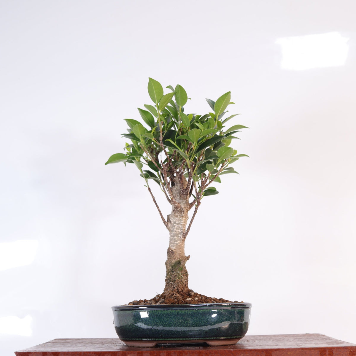 Ficus Microcarpa (Banyan Fig) Indoor Bonsai Tree | Broom | In 16cm Pot | Excellent Gift | Luxury Home Accessories | Heulog Glow