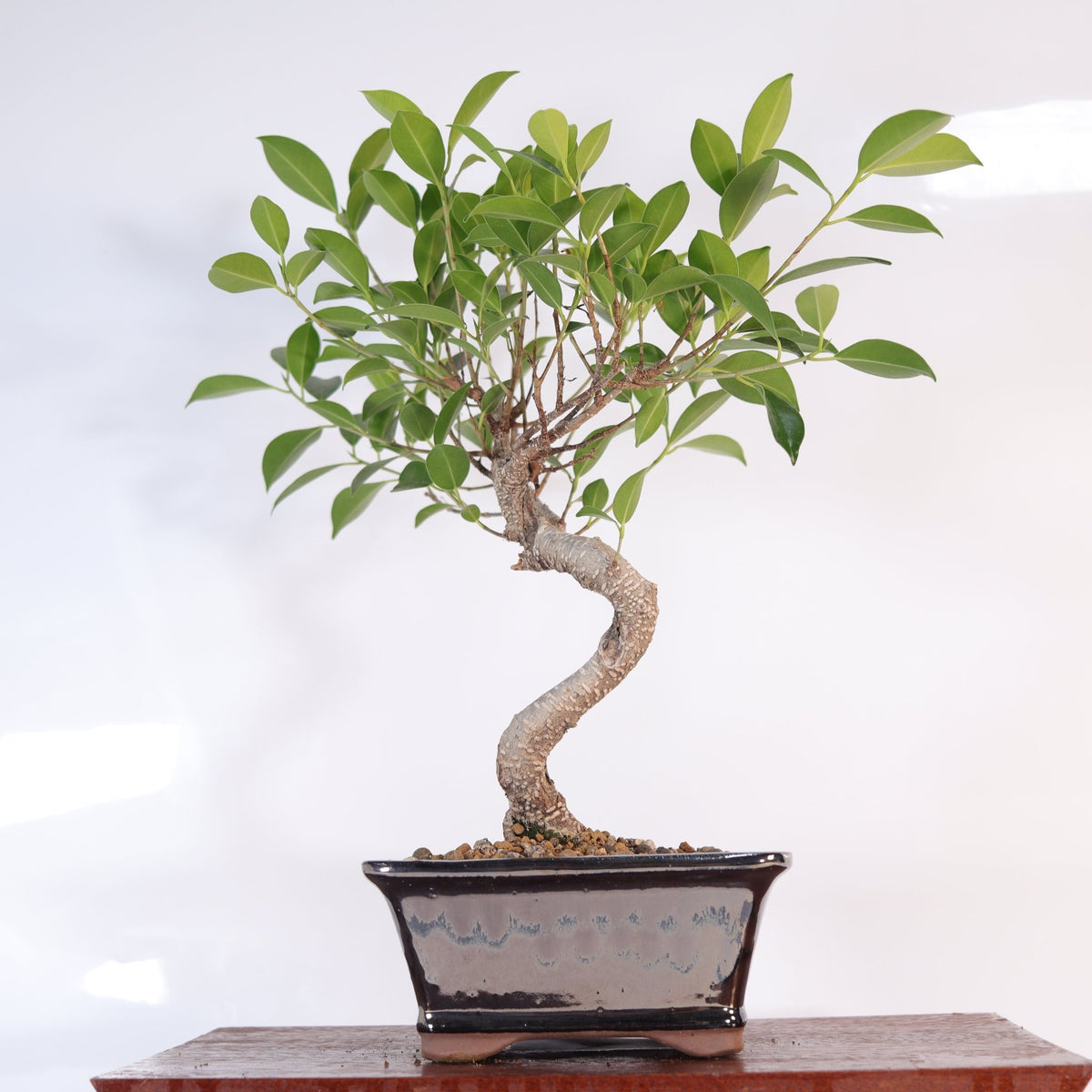 Ficus Microcarpa (Banyan Fig) Indoor Bonsai Tree | Shaped | In 16cm Pot | Delightful Gift | Luxury Home Accessories | Heulog Glow
