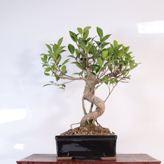 Ficus Microcarpa (Banyan Fig) Indoor Bonsai Tree | Shaped | In 16cm Pot | Delightful Gift | Luxury Home Accessories | Heulog Glow