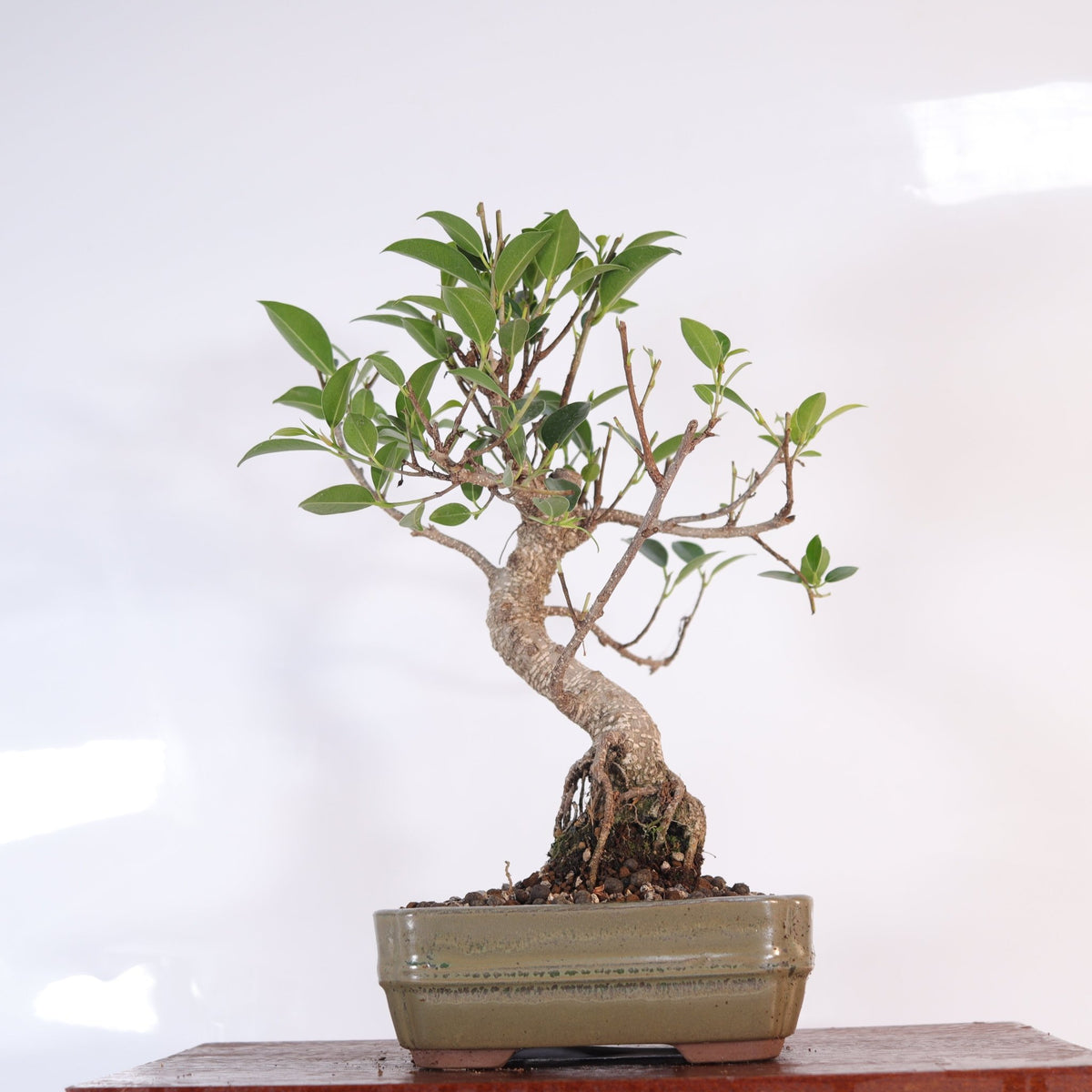 Ficus Microcarpa (Banyan Fig) Indoor Bonsai Tree | Shaped | In 16cm Pot | Delightful Gift | Luxury Home Accessories | Heulog Glow