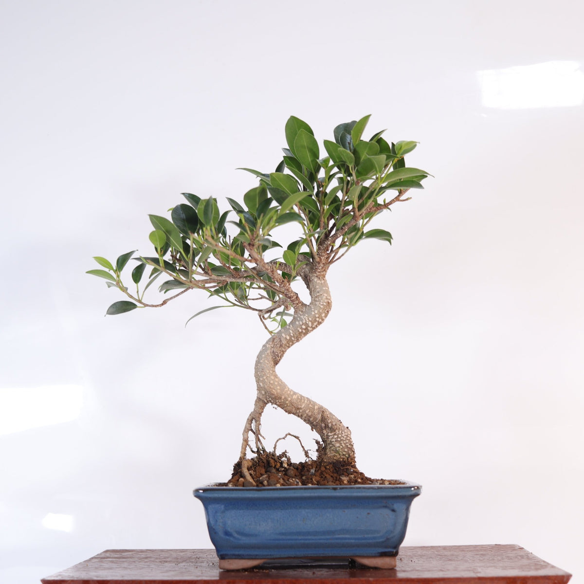 Ficus Microcarpa (Banyan Fig) Indoor Bonsai Tree | Shaped | In 16cm Pot | Delightful Gift | Luxury Home Accessories | Heulog Glow