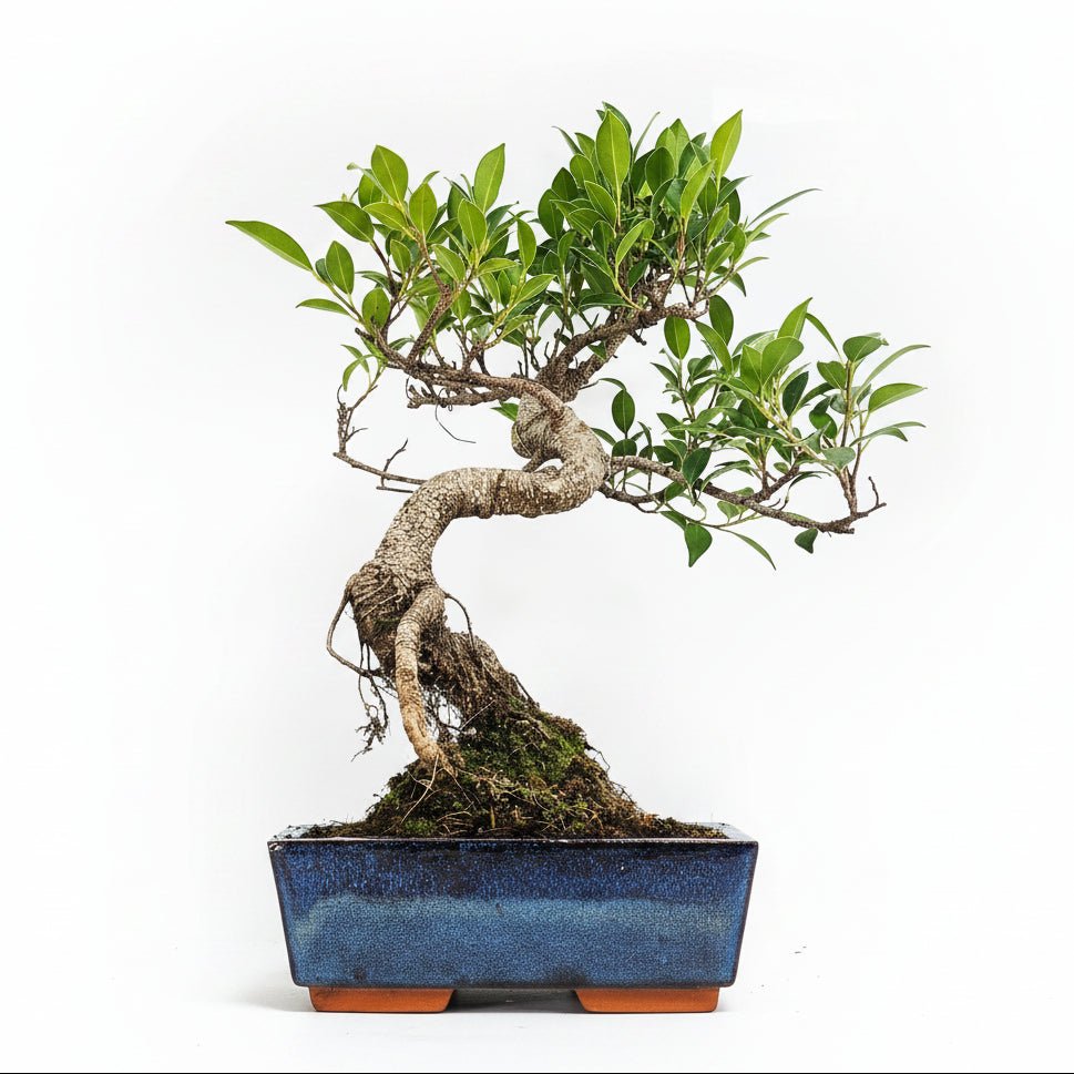 Ficus Microcarpa (Banyan Fig) Indoor Bonsai Tree | Shaped | In 20cm Pot | Luxury Home Accessories | Heulog Glow