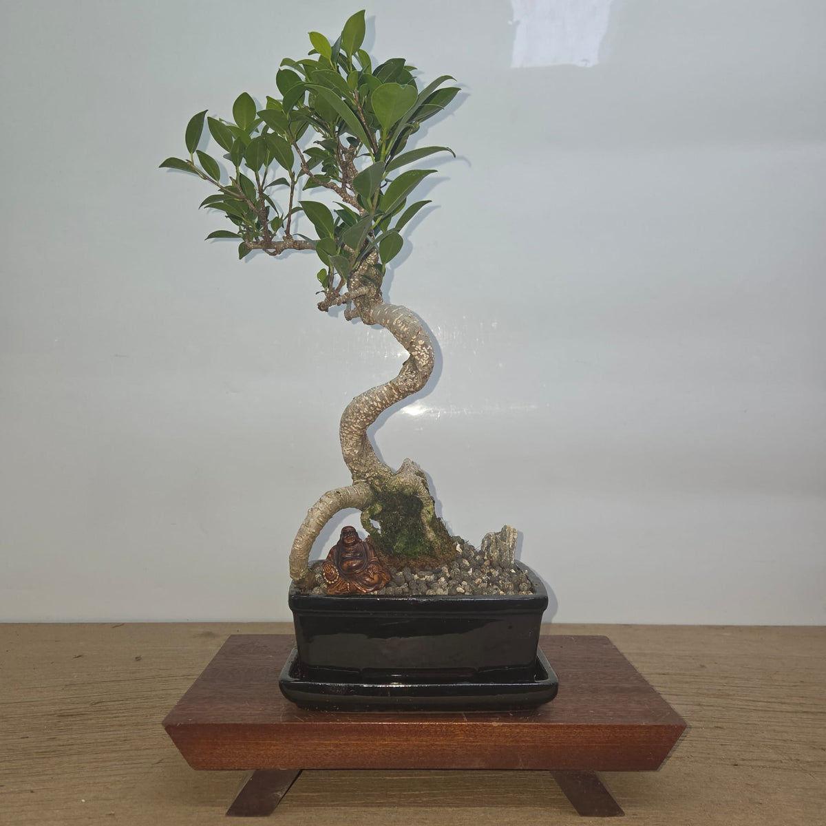 Ficus Microcarpa (Banyan Fig) Indoor Premium Bonsai Tree Bundle | Shaped | In 20cm Pot | Luxury Home Accessories | Heulog Glow