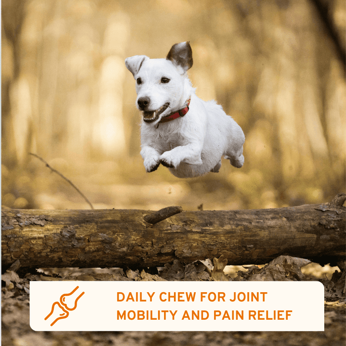 Flexi Protect Complete joint support soft chews for dogs | Luxury Home Accessories | Heulog Glow
