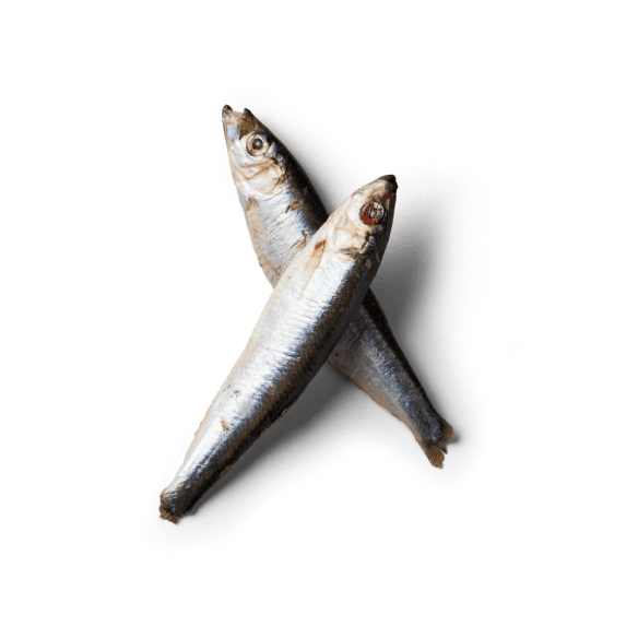 Fresh Whole Sprats - 1kg pack | Luxury Home Accessories | Heulog Glow