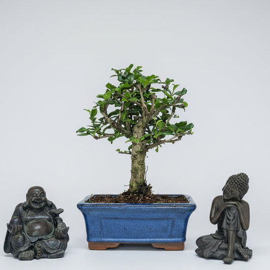 Fukien Tea Tree (Carmona Retusa) Bonsai Tree | Broom | In 15cm Pot | Luxury Home Accessories | Heulog Glow