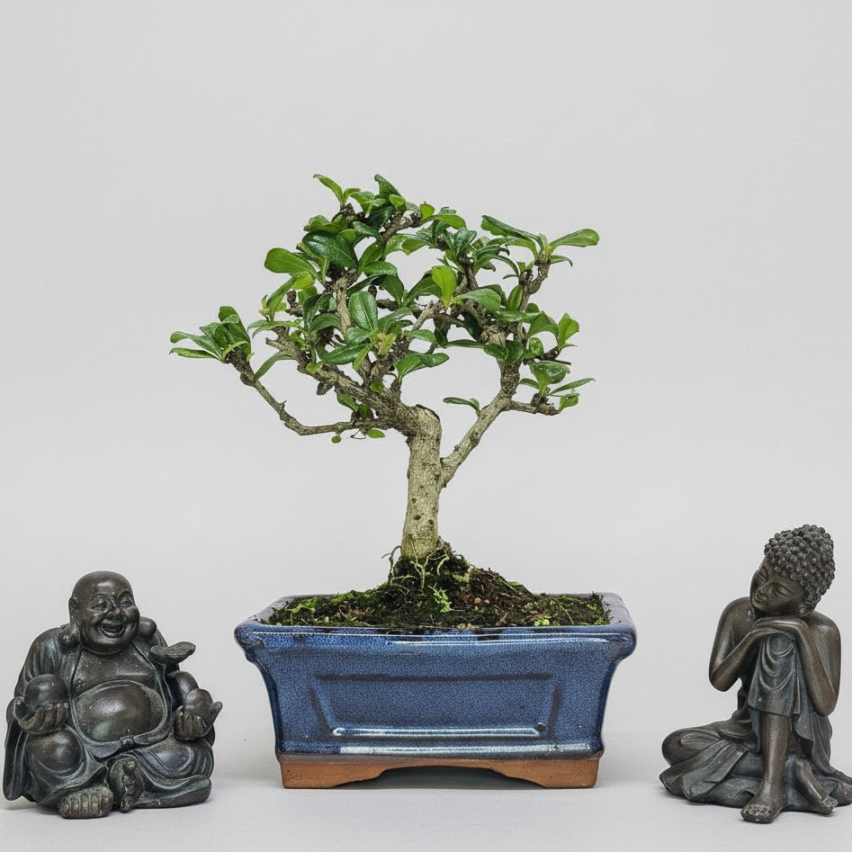Fukien Tea Tree (Carmona Retusa) Bonsai Tree | Broom | In 15cm Pot | Luxury Home Accessories | Heulog Glow