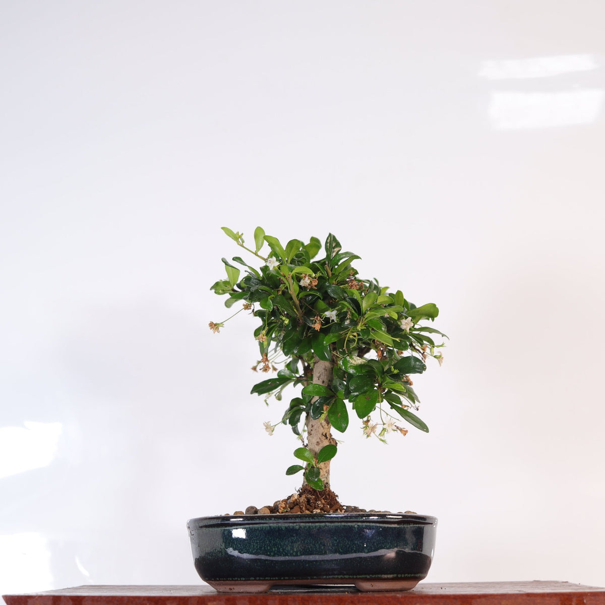 Fukien Tea Tree (Carmona Retusa) Bonsai Tree | Broom | In 16cm Pot | Perfect Gift | Luxury Home Accessories | Heulog Glow