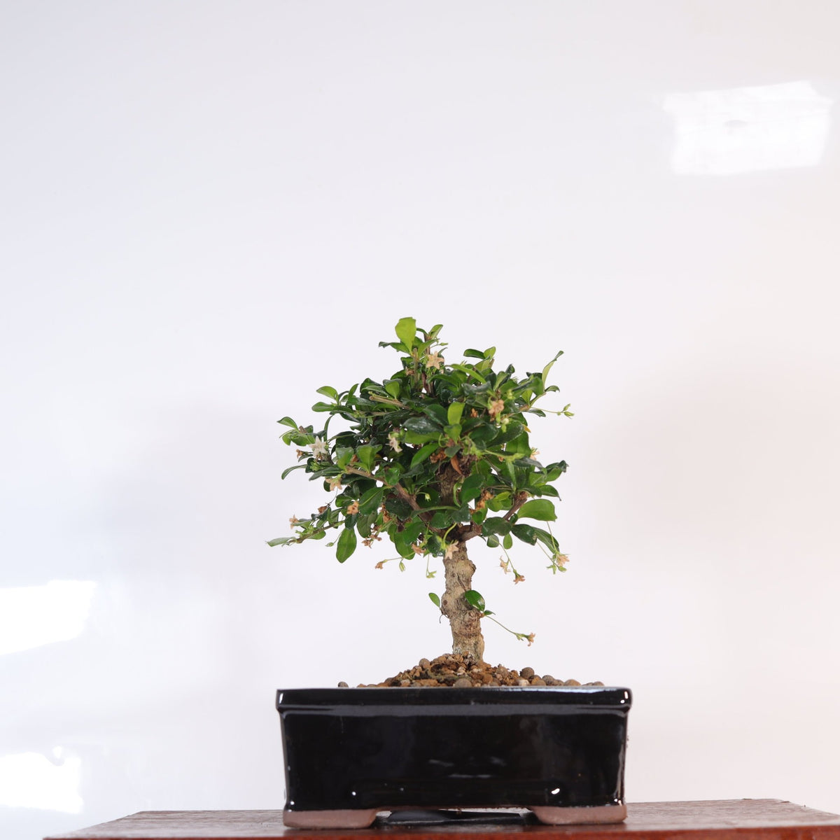Fukien Tea Tree (Carmona Retusa) Bonsai Tree | Broom | In 16cm Pot | Perfect Gift | Luxury Home Accessories | Heulog Glow