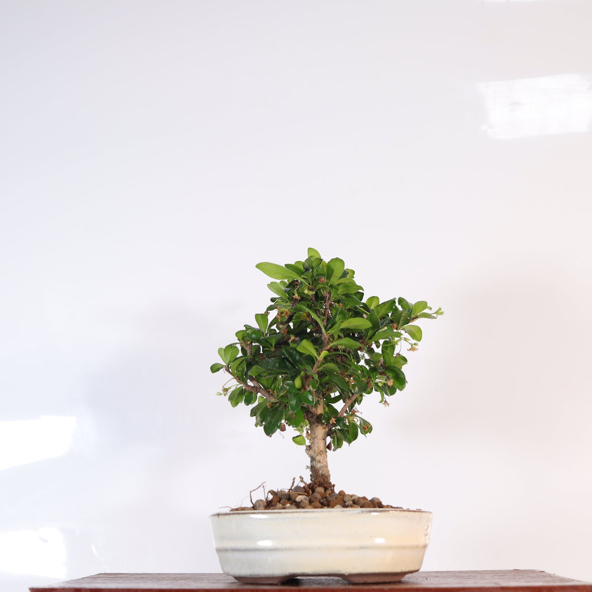 Fukien Tea Tree (Carmona Retusa) Bonsai Tree | Broom | In 16cm Pot | Perfect Gift | Luxury Home Accessories | Heulog Glow