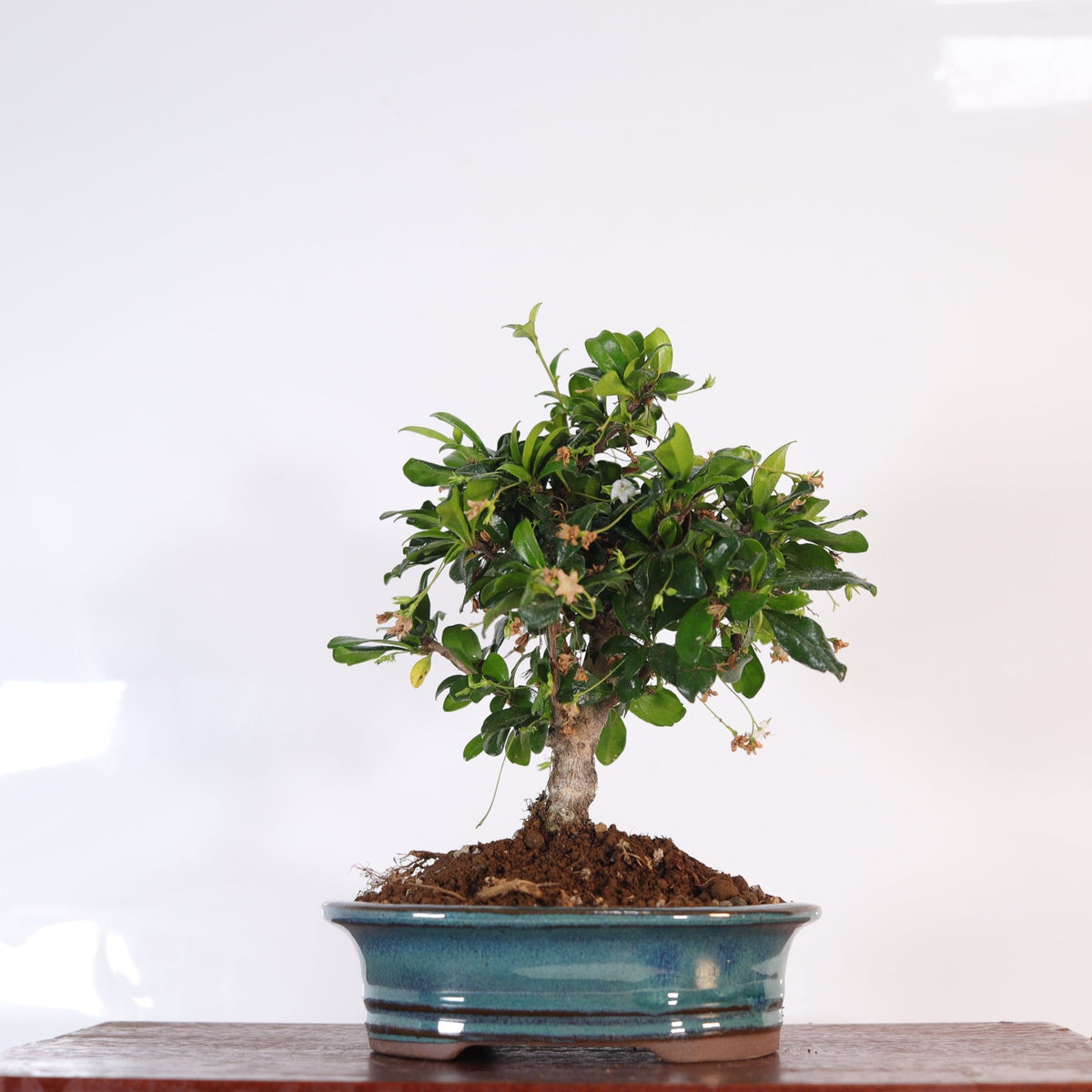 Fukien Tea Tree (Carmona Retusa) Bonsai Tree | Broom | In 16cm Pot | Perfect Gift | Luxury Home Accessories | Heulog Glow