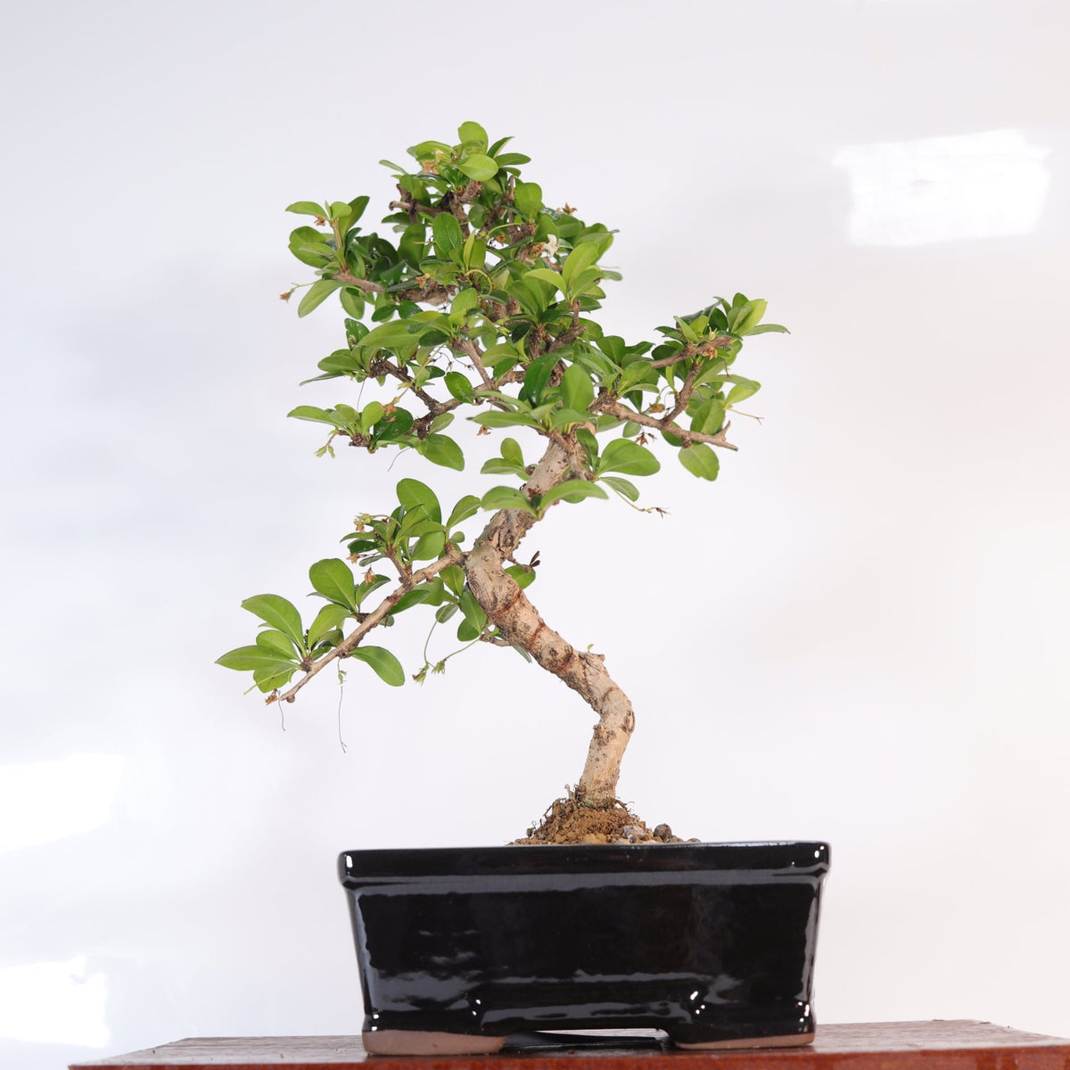 Fukien Tea Tree (Carmona Retusa) Bonsai Tree | Shaped | In 18cm Pot | Wonderful Gift | Luxury Home Accessories | Heulog Glow