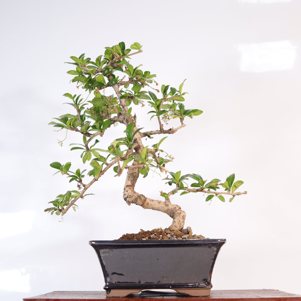 Fukien Tea Tree (Carmona Retusa) Bonsai Tree | Shaped | In 18cm Pot | Wonderful Gift | Luxury Home Accessories | Heulog Glow