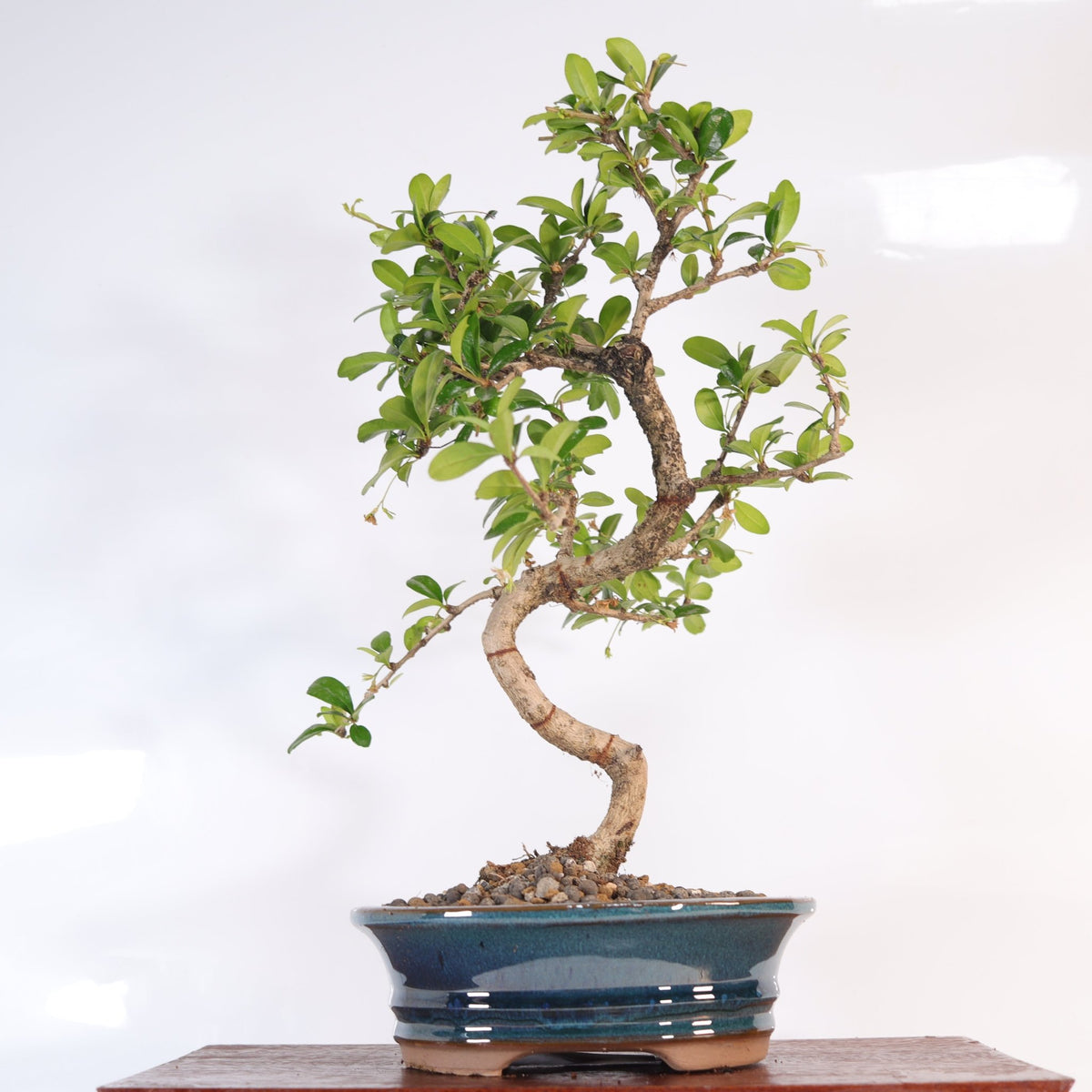 Fukien Tea Tree (Carmona Retusa) Bonsai Tree | Shaped | In 18cm Pot | Wonderful Gift | Luxury Home Accessories | Heulog Glow