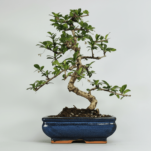 Fukien Tea Tree (Carmona Retusa) Bonsai Tree | Shaped | In 20cm Pot | Luxury Home Accessories | Heulog Glow