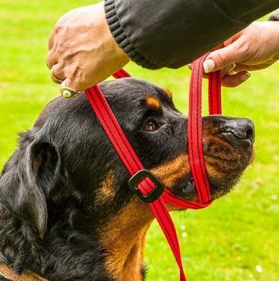 Gencon All In1 Clip to Collar Left Red | Luxury Home Accessories | Heulog Glow