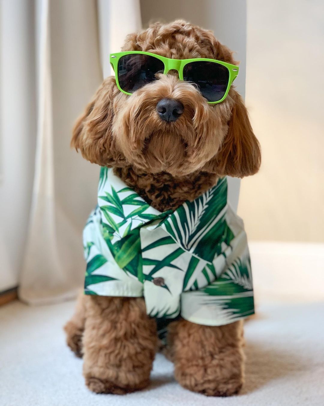 Hawaiian European And American Spring Style French Fighting Corgi Shiba Dog Shirt | Luxury Home Accessories | Heulog Glow