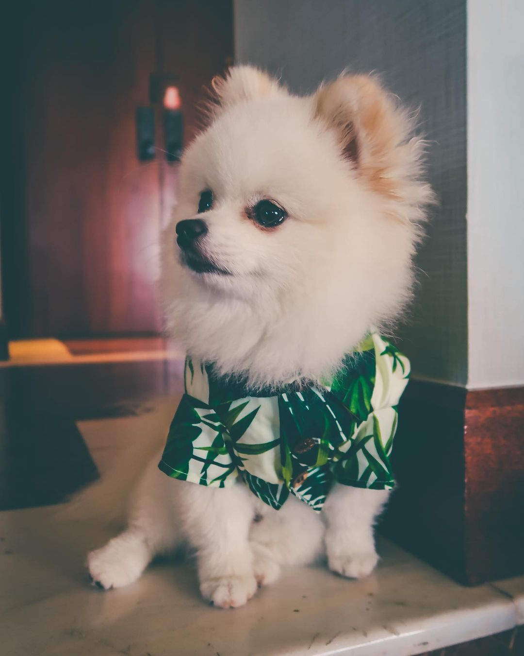 Hawaiian European And American Spring Style French Fighting Corgi Shiba Dog Shirt | Luxury Home Accessories | Heulog Glow