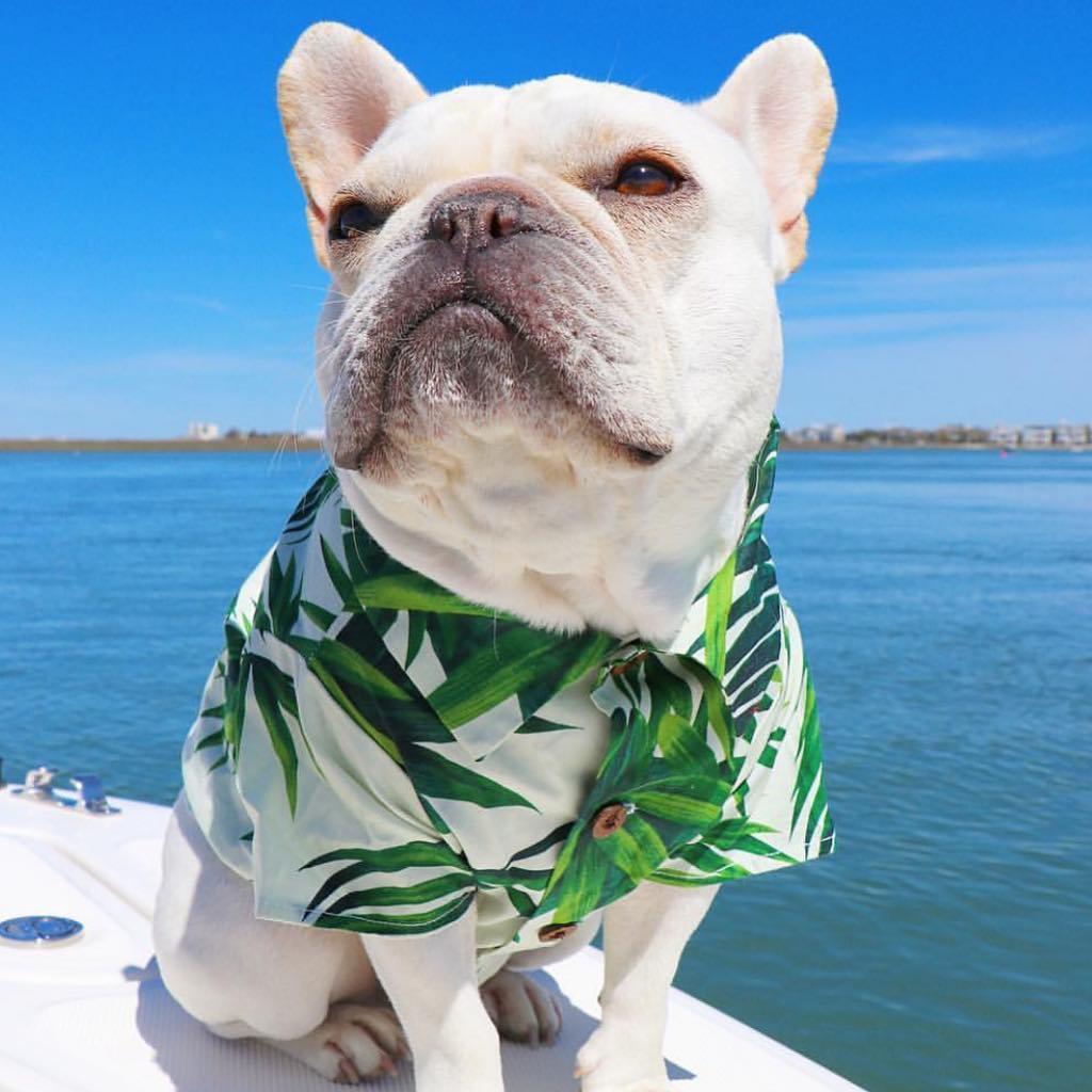 Hawaiian European And American Spring Style French Fighting Corgi Shiba Dog Shirt | Luxury Home Accessories | Heulog Glow