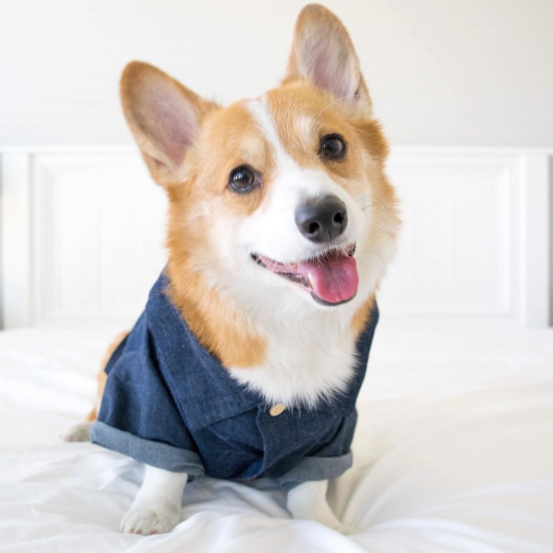 Hawaiian European And American Spring Style French Fighting Corgi Shiba Dog Shirt | Luxury Home Accessories | Heulog Glow