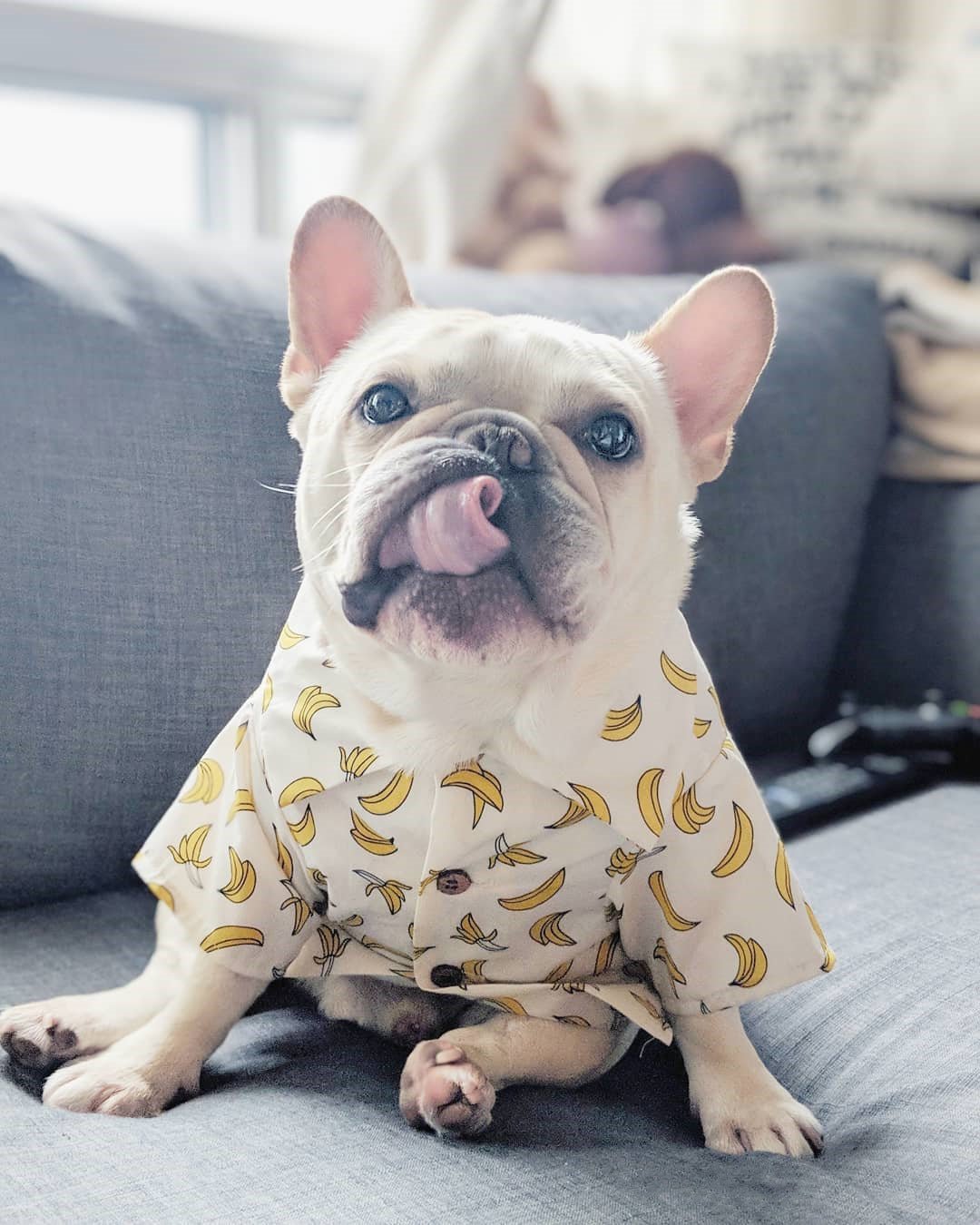 Hawaiian European And American Spring Style French Fighting Corgi Shiba Dog Shirt | Luxury Home Accessories | Heulog Glow