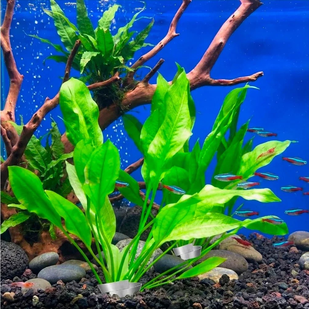 Hopzab 5 PCS Bendable Aquarium Plant Weights Anchors, Metal Aquatic Plant Holders for Live Plants | Luxury Home Accessories | Heulog Glow