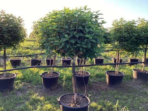 Hydrangea paniculata 'LimeLight’ Tree 65L 190cm