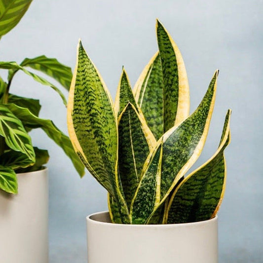 Sansevieria Futura Superba | Mother In Laws Tongue (Snake Plant) 35-40cm