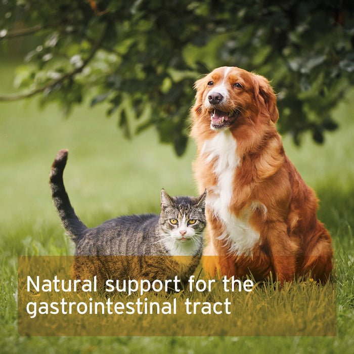 Indian Psyllium Seeds for Dogs, Cats and Horses 1KG | Luxury Home Accessories | Heulog Glow
