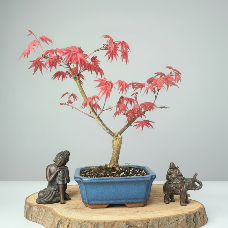 Japanese Maple (Acer) Bonsai Tree | Deshojo Informal Upright | In 15cm Pot | Luxury Home Accessories | Heulog Glow