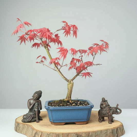 Japanese Maple (Acer) Bonsai Tree | Deshojo Informal Upright | In 15cm Pot | Luxury Home Accessories | Heulog Glow