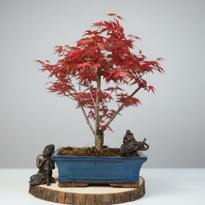 Japanese Maple (Acer) Bonsai Tree | Deshojo Informal Upright | In 25cm Pot | Luxury Home Accessories | Heulog Glow