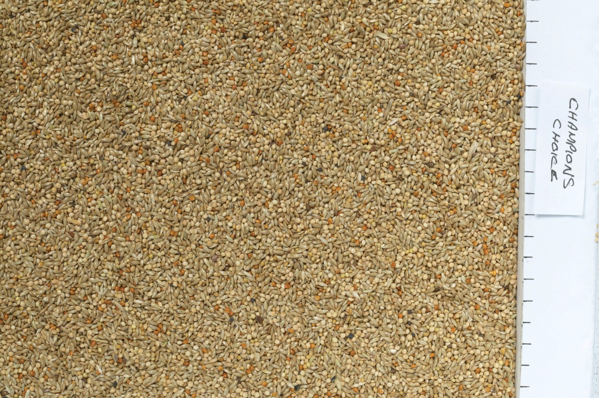 Johnston & Jeff Champions Choice Budgieseed | Luxury Home Accessories | Heulog Glow