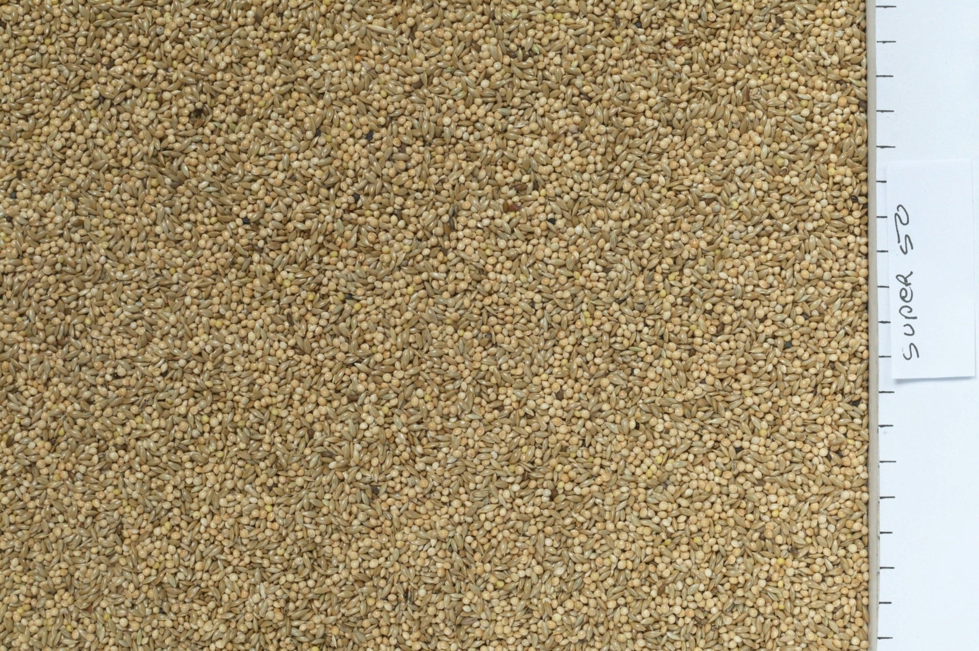Johnston & Jeff Super 50 Budgieseed | Luxury Home Accessories | Heulog Glow