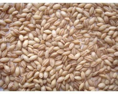 Johnston & Jeff Whole English Barley 20kg | Luxury Home Accessories | Heulog Glow
