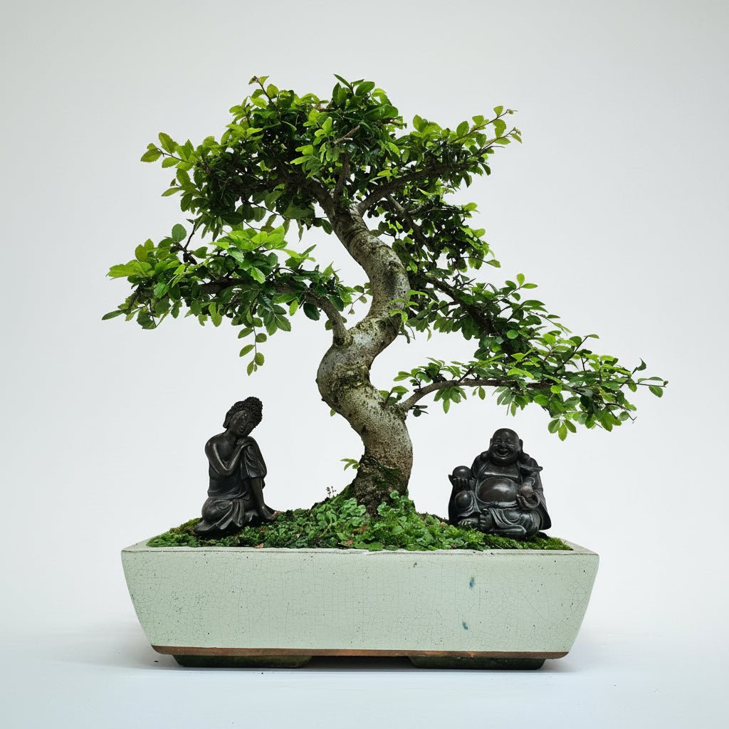Large Chinese Elm (Ulmus Parvifolia) Bonsai Tree | Shaped | In 35cm Pot | Luxury Home Accessories | Heulog Glow