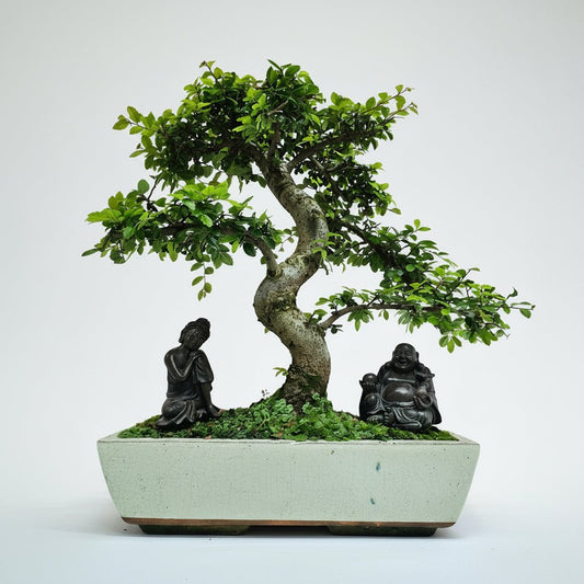 Large Chinese Elm (Ulmus Parvifolia) Bonsai Tree | Shaped | In 35cm Pot | Luxury Home Accessories | Heulog Glow