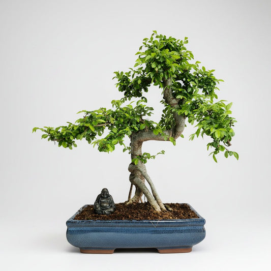 Large Chinese Elm (Ulmus Parvifolia) Bonsai Tree | Shaped | In 35cm Pot | Luxury Home Accessories | Heulog Glow